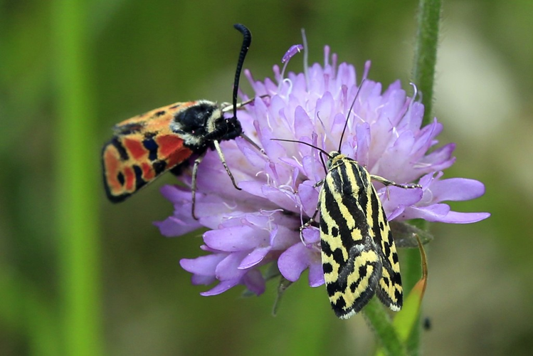Emmelia trabealis &copy; Marc Corail