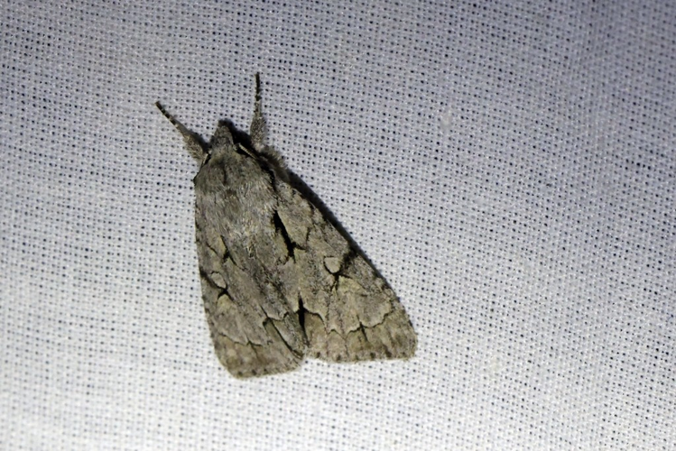 Acronicta psi &copy; Marc Corail