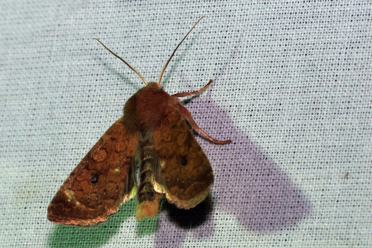 Sunira circellaris &copy; Marc Corail