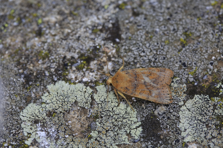 Anchoscelis pistacinoides &copy; Marc Corail