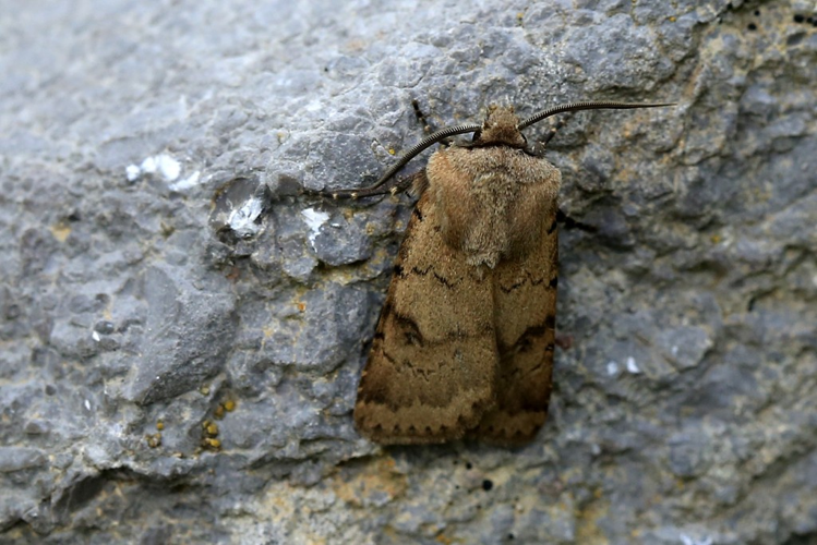 Agrotis cinerea &copy; Marc Corail
