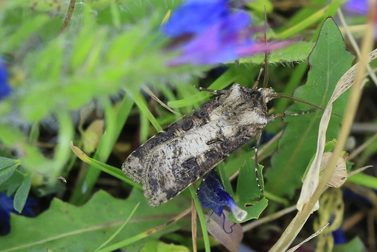 Agrotis clavis &copy; Marc Corail