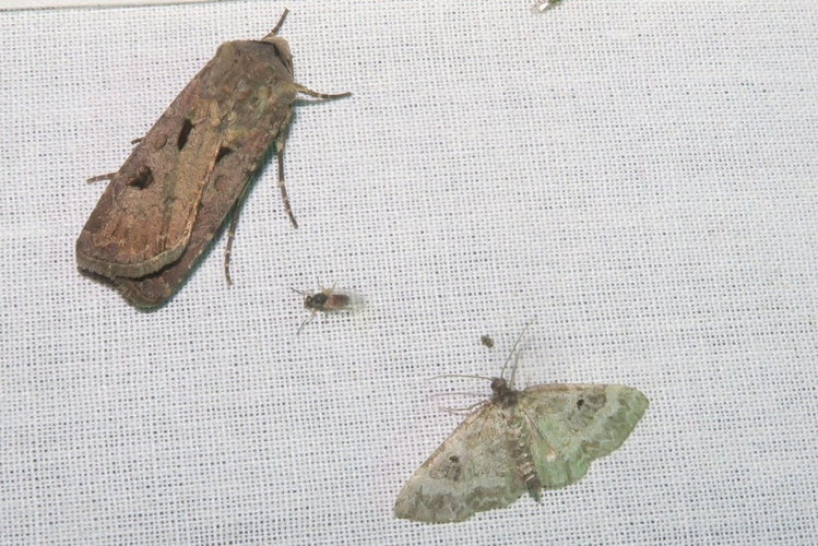 Agrotis exclamationis &copy; Marc Corail