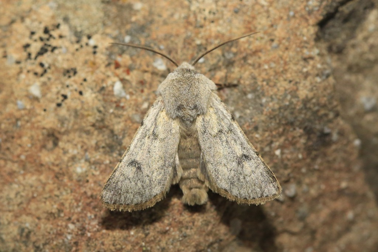 Agrotis simplonia &copy; Marc Corail