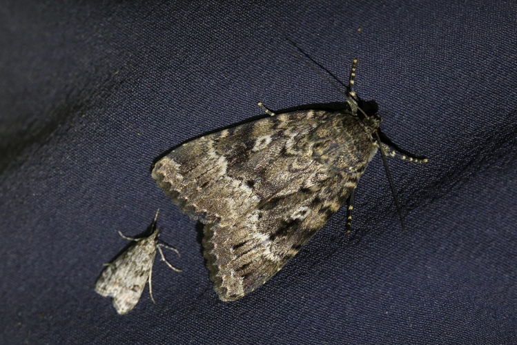 Amphipyra berbera  &copy; Marc Corail