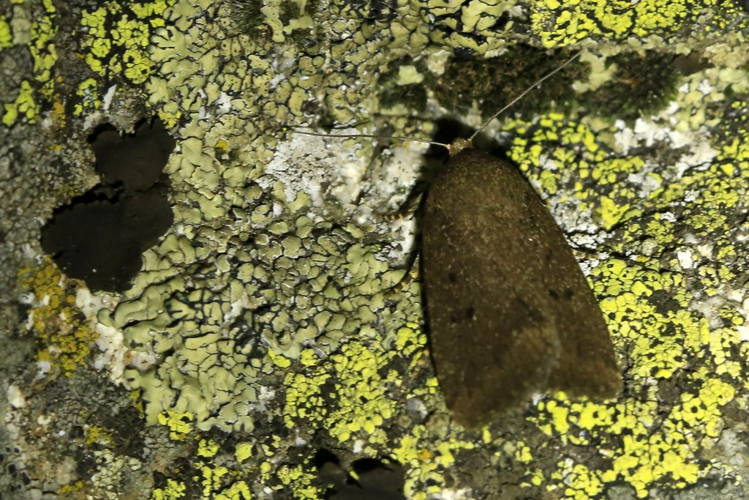 Amphipyra tragopoginis &copy; Marc Corail