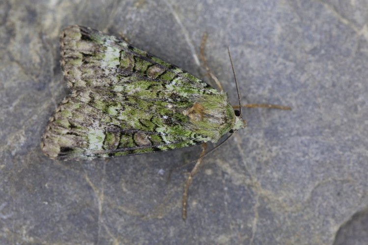 Anaplectoides prasinus &copy; Marc Corail