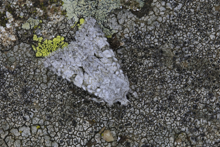 Antitype chi &copy; Marc Corail