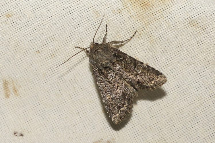 Apamea furva &copy; Marc Corail