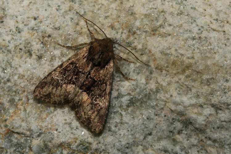 Apamea illyria &copy; Marc Corail