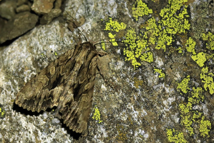 Apamea monoglypha &copy; Marc Corail