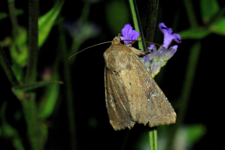 Apamea sordens &copy; Marc Corail