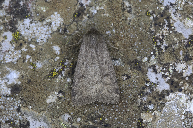 Athetis pallustris &copy; Marc Corail