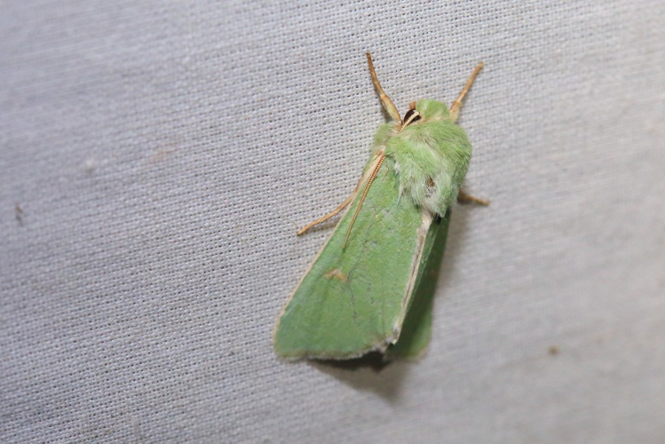 Calamia tridens &copy; Marc Corail