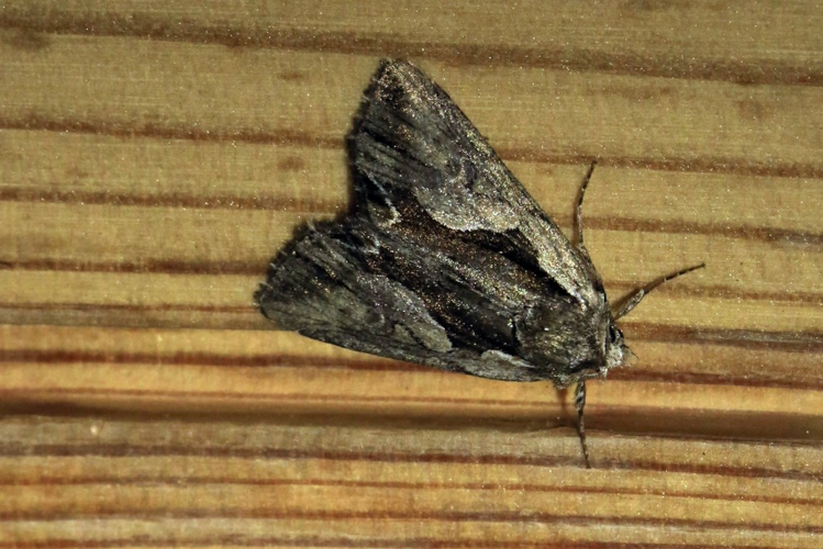 Calliergis ramosa &copy; Marc Corail