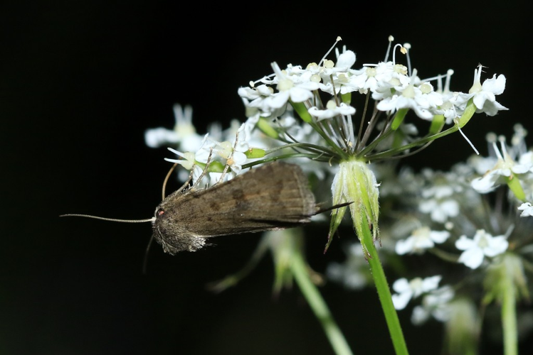 Caradrina morpheus &copy; Marc Corail