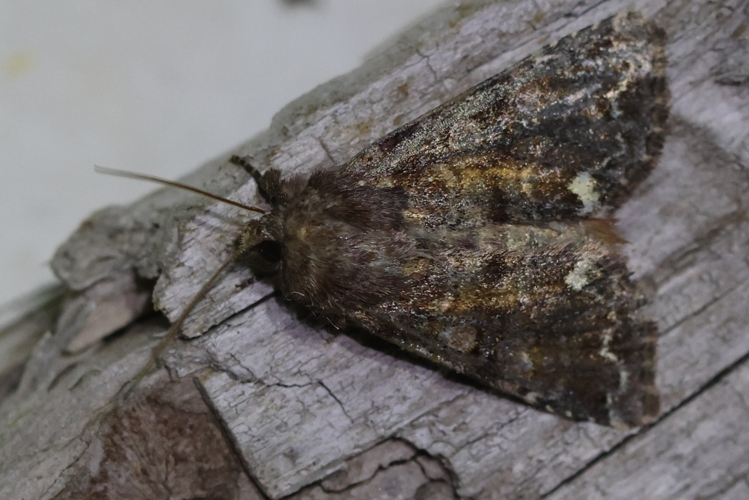 Ceramica pisi &copy; Marc Corail