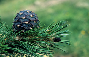 Cône de pin cembro © Bernard Nicollet - Parc national des Ecrins