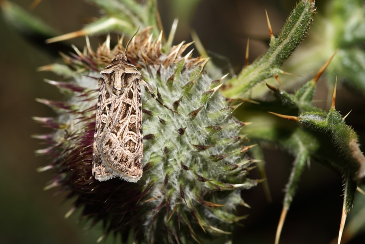 Chersotis anatolica &copy; Marc Corail