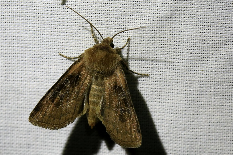 Chersotis cuprea &copy; Marc Corail