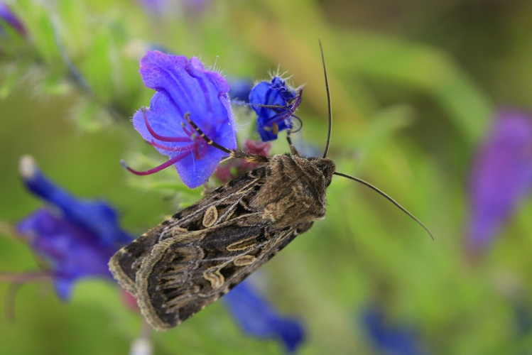 Chersotis oreina &copy; Marc Corail