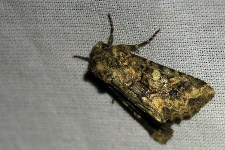 Conisania andalusica &copy; Marc Corail