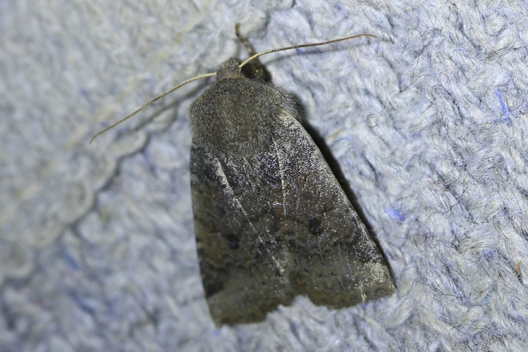 Conistra ligula &copy; Marc Corail