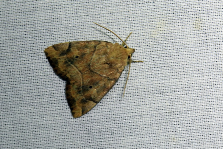 Cosmia trapezina &copy; Marc Corail