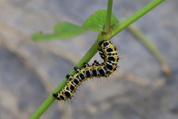 Cucullia lactucae &copy; Marc Corail