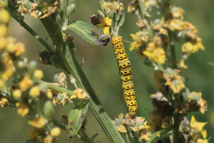 Cucullia lychnitis &copy; Marc Corail