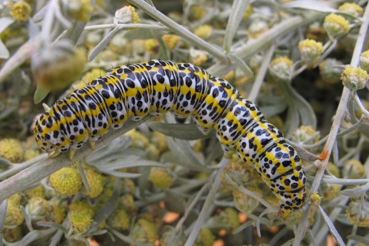 Cucullia tanaceti &copy; Marc Corail
