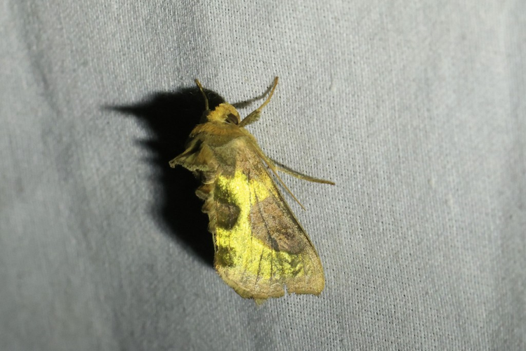 Diachrysia chrysitis &copy; Marc Corail