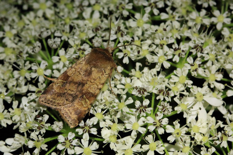 Diarsia mendica &copy; Marc Corail