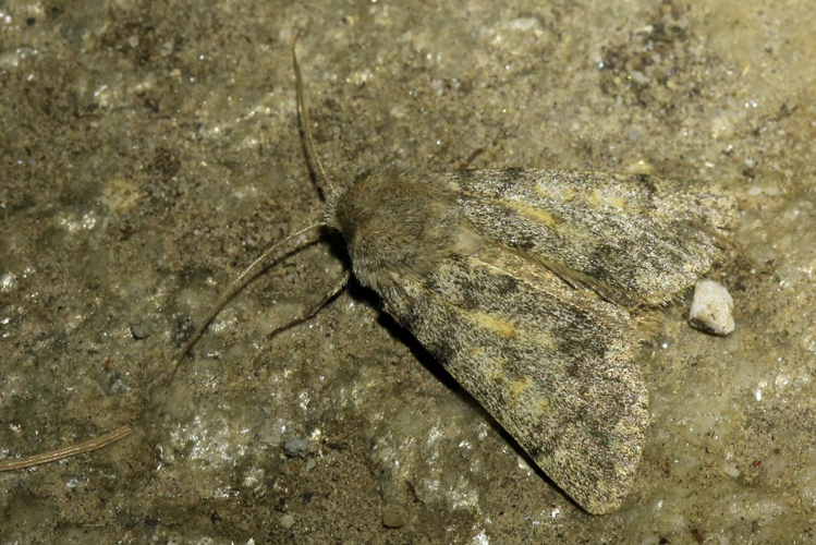 Dichagyris renigera &copy; Marc Corail