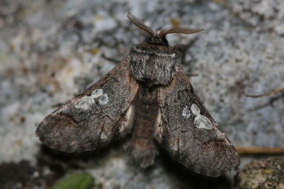 Diloba caeruleocephala &copy; Marc Corail