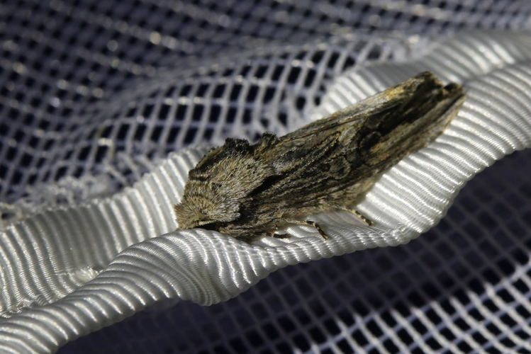 Egira conspicillaris &copy; Marc Corail