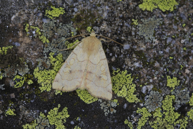 Enargia paleacea &copy; Marc Corail
