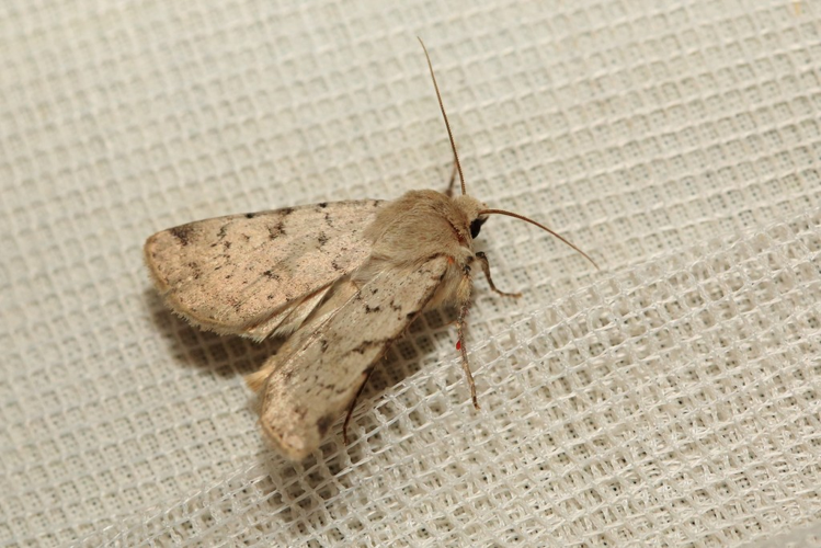 Epipsilia latens &copy; Marc Corail