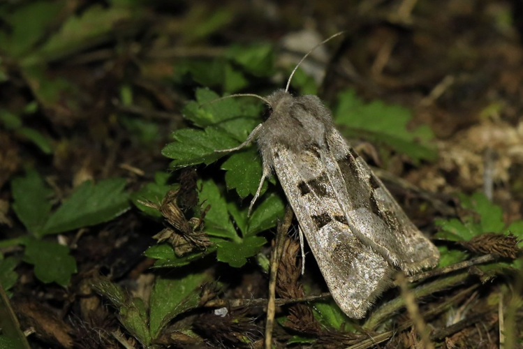   Episema glaucina &copy; Marc Corail