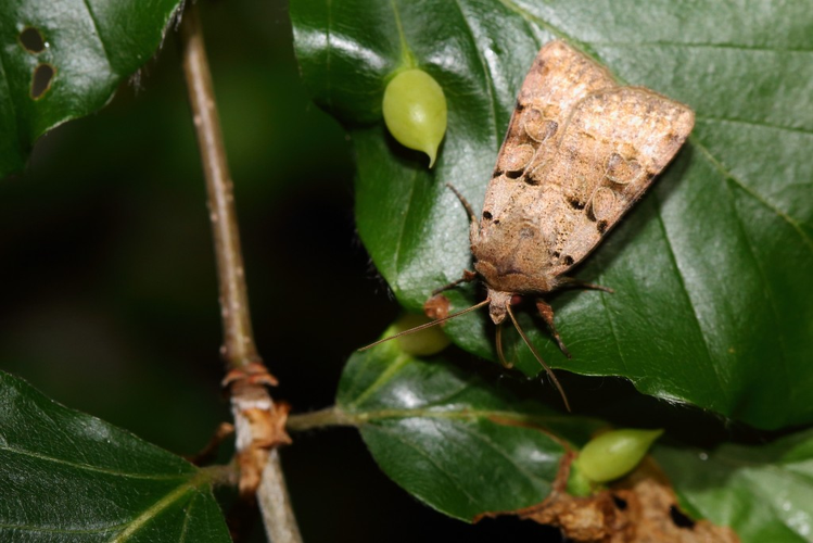 Eugnorisma depuncta &copy; Marc Corail