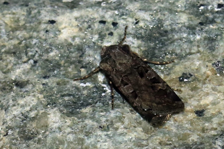 Euxoa recussa &copy; Marc Corail