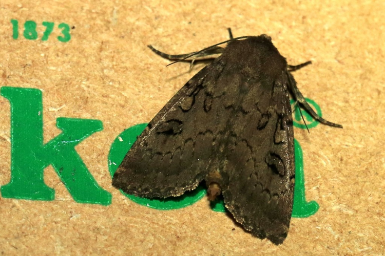 Graphiphora augur &copy; Marc Corail