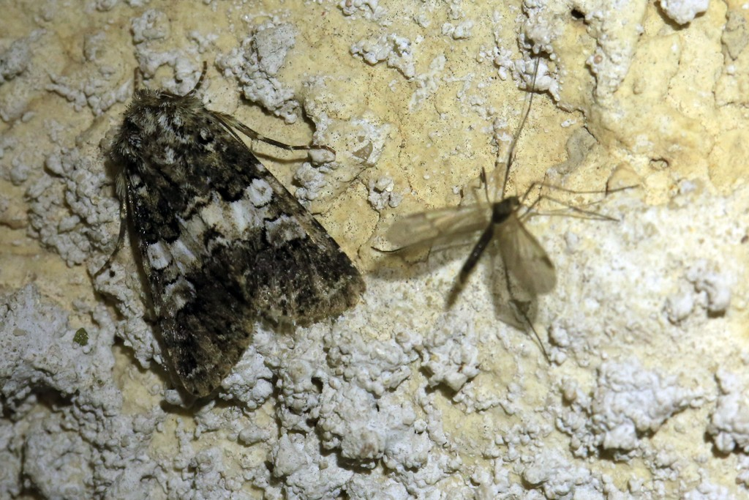 Hadena compta &copy; Marc Corail