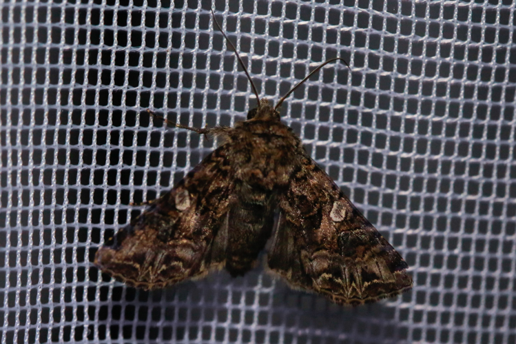 Anarta odontites  &copy; Marc Corail