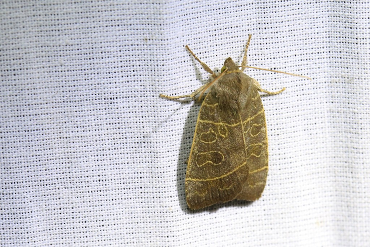 Ipimorpha subtusa &copy; Marc Corail