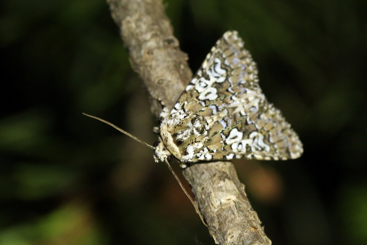 Lamprosticta culta &copy; Marc Corail