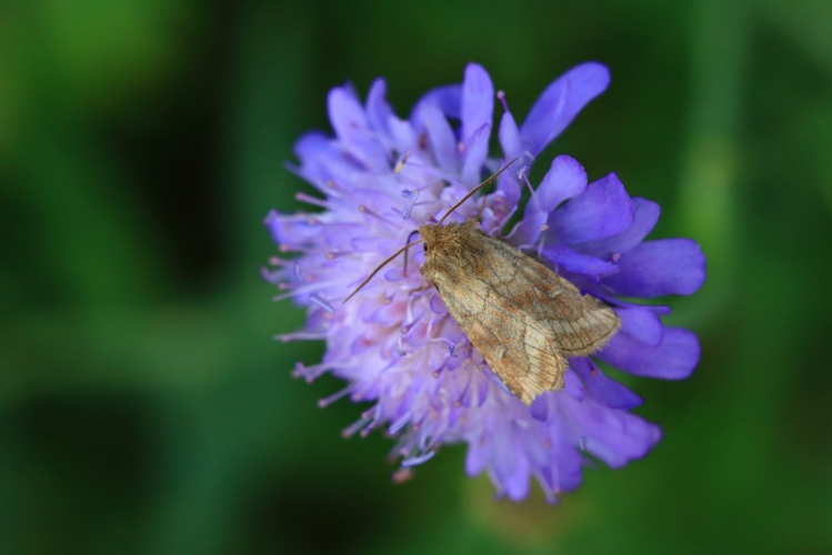 Eriopygodes imbecilla &copy; Marc Corail