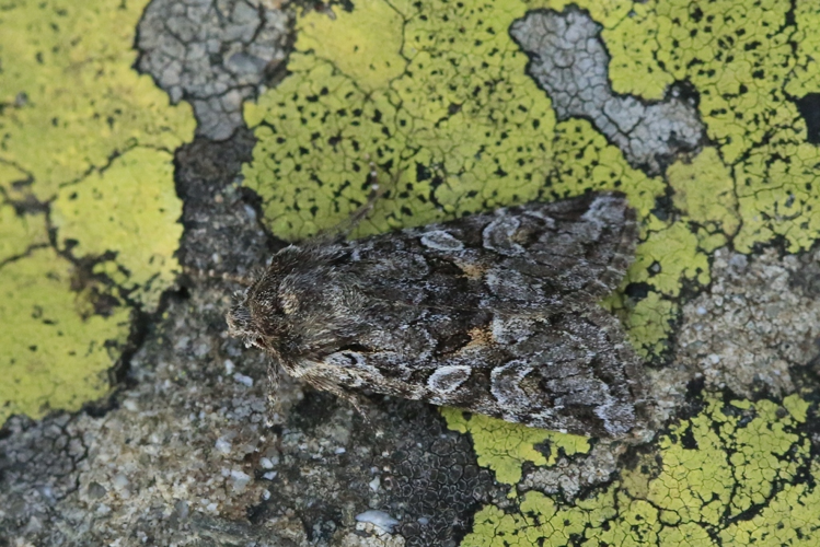 Lasionhada proxima &copy; Marc Corail