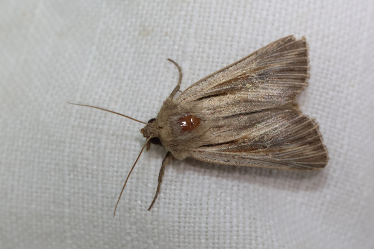 Leucania comma &copy; Marc Corail