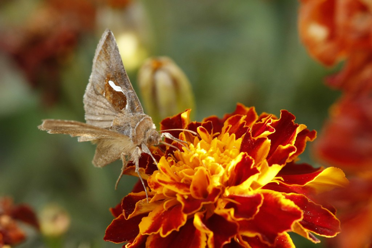 Macdunnoughia confusa &copy; Marc Corail